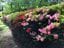 Breeholds Gardens - Mount Wilson Image -645068c178684